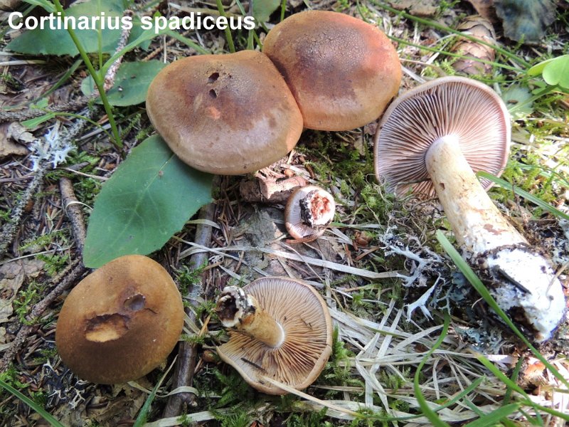 Cortinarius spadiceus-amf595.jpg - Cortinarius spadiceus ; Syn: Phlegmacium spadiceum ; Nom français: Cortinaire brun châtain